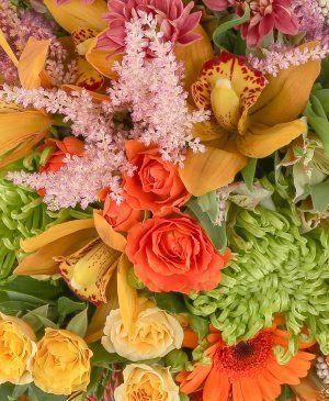 Imaginea produsului Compliment Vibrant