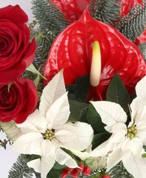 Imaginea produsului Stele Inocente