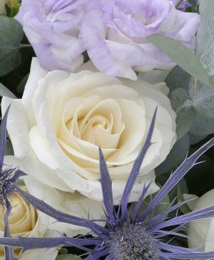 Imaginea produsului Sentimente Ocrotite