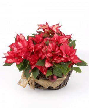 Imaginea produsului Atingerea Bucuriei