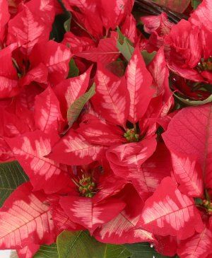 Imaginea produsului Atingerea Bucuriei