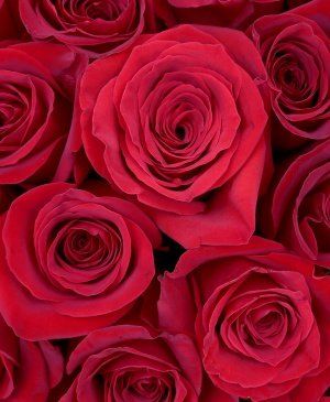 Imaginea produsului 57 Trandafiri Roșii în Cutie