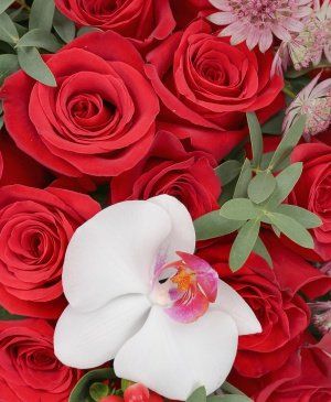 Imaginea produsului Iubire Dezlănțuită