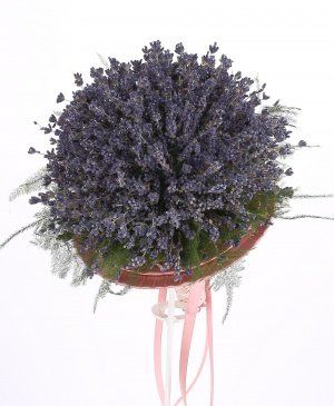 Imaginea produsului Roi De Stele Imaginea produsului Roi De Stele