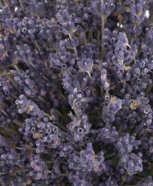 Imaginea produsului Roi De Stele