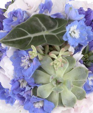 Imaginea produsului înțelegere Deplină