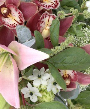 Imaginea produsului Adevărată Eleganță