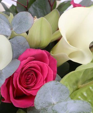 Imaginea produsului Prietenie Fermecătoare