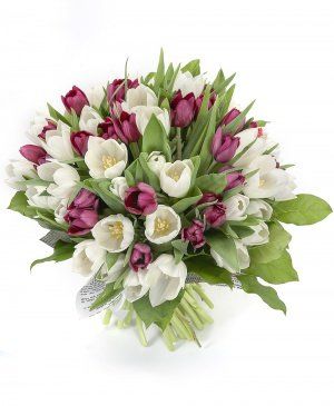 Imaginea produsului Eleganță Admirabilă Imaginea produsului Eleganță Admirabilă