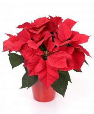 Imaginea produsului Poinsettia Imaginea produsului Poinsettia