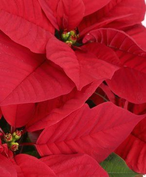 Imaginea produsului Poinsettia
