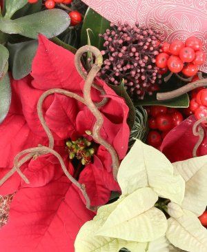 Imaginea produsului Surprize De Poveste