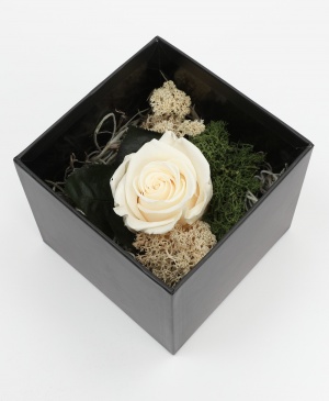 Imaginea produsului Trandafir Alb Criogenat în Cutie Surpriză Imaginea produsului Trandafir Alb Criogenat în Cutie Surpriză