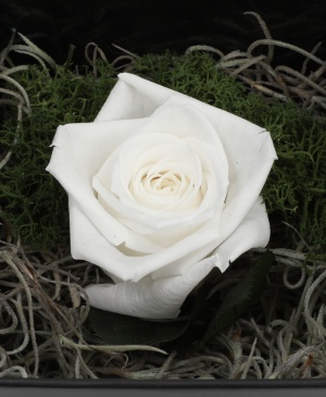 Imaginea produsului Trandafir Imaculat Criogenat în Cutie Surpriză