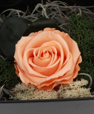 Imaginea produsului Trandafir Portocaliu Criogenat în Cutie Surpriză