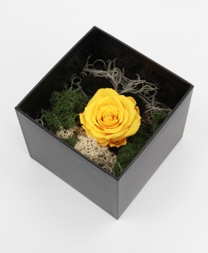 Imaginea produsului Trandafir Galben Aprins Criogenat în Cutie Surpriză Imaginea produsului Trandafir Galben Aprins Criogenat în Cutie Surpriză
