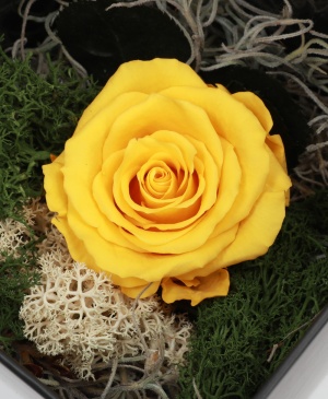 Imaginea produsului Trandafir Galben Aprins Criogenat în Cutie Surpriză