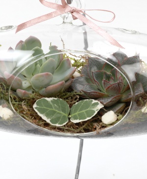 Imaginea produsului Terrariu Oval