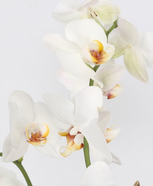 Imaginea produsului Elocvență Unică