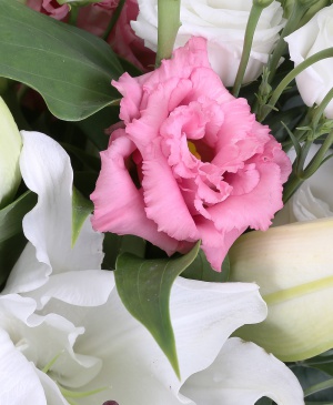 Imaginea produsului Prețuire Deosebită