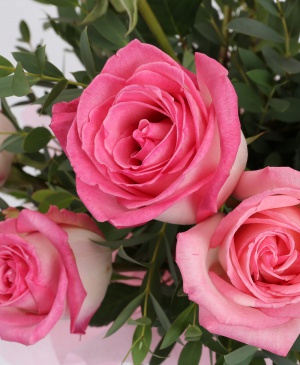 Imaginea produsului Gingășie Roz