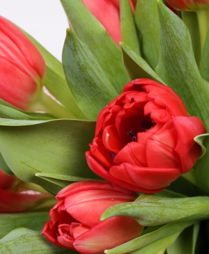 Imaginea produsului Lalele Iubirii