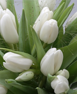 Imaginea produsului Lalele Imaculate