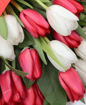 Imaginea produsului Mărțișorul De Lalele