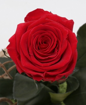 Imaginea produsului Trandafir Criogenat în Cupolă