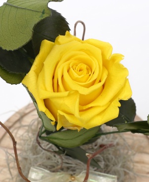 Imaginea produsului Cupolă Cu Trandafir Criogenat Galben