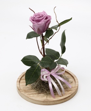 Imaginea produsului Trandafir Criogenat Mov în Cupolă Imaginea produsului Trandafir Criogenat Mov în Cupolă