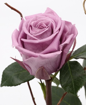 Imaginea produsului Trandafir Criogenat Mov în Cupolă
