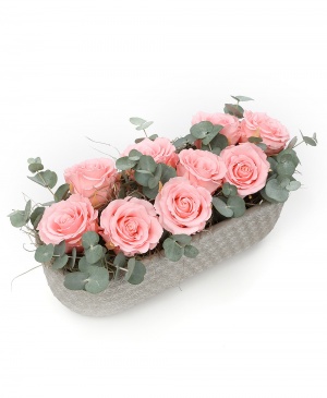 Imaginea produsului Trio 9 Criogenați Roz Imaginea produsului Trio 9 Criogenați Roz