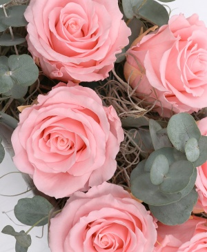 Imaginea produsului Trio 9 Criogenați Roz