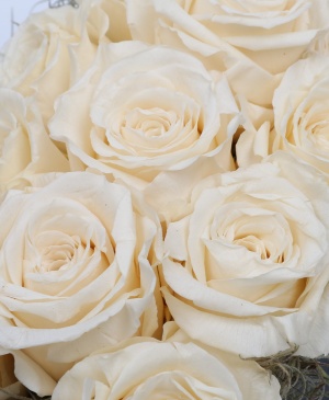 Imaginea produsului Cutie 11 Trandafiri Criogenați Albi