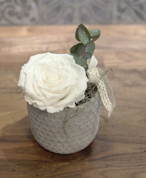 Imaginea produsului King Rose Criogenat Alb Imaginea produsului King Rose Criogenat Alb