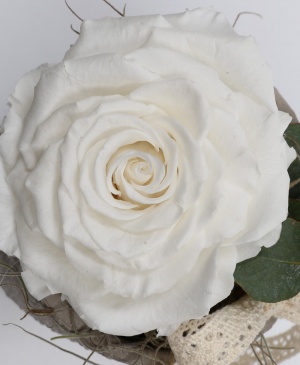 Imaginea produsului King Rose Criogenat Alb