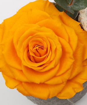 Imaginea produsului King Rose Criogenat Galben