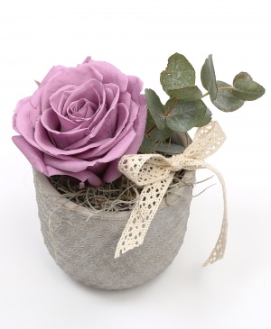 Imaginea produsului King Rose Criogenat Mov Imaginea produsului King Rose Criogenat Mov