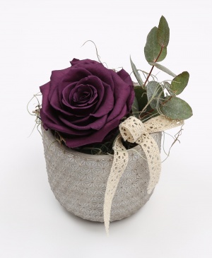 Imaginea produsului King Rose Criogenat Lila Imaginea produsului King Rose Criogenat Lila