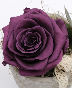 Imaginea produsului King Rose Criogenat Lila