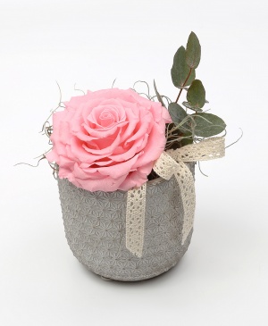 Imaginea produsului King Rose Criogenat Roz Imaginea produsului King Rose Criogenat Roz