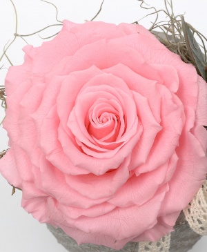 Imaginea produsului King Rose Criogenat Roz