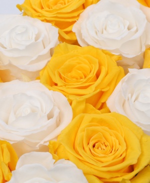 Imaginea produsului 15 Trandafiri Criogenați Albi Galbeni