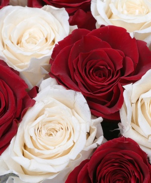 Imaginea produsului 15 Trandafiri Criogenați Roșii Albi