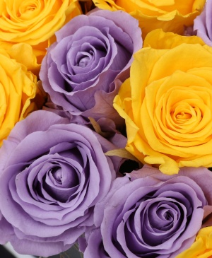 Imaginea produsului Cutie Mix 15 Trandafiri Criogenați