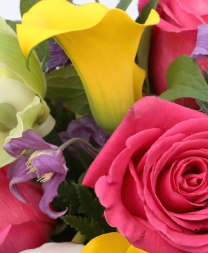 Imaginea produsului Pastel Fascinant