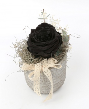 Imaginea produsului Trandafir Criogenat Negru în Vas Imaginea produsului Trandafir Criogenat Negru în Vas