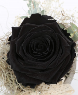 Imaginea produsului Trandafir Criogenat Negru în Vas