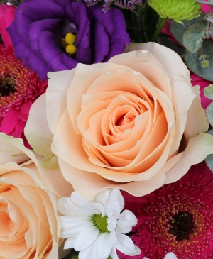 Imaginea produsului Grădină Viselor